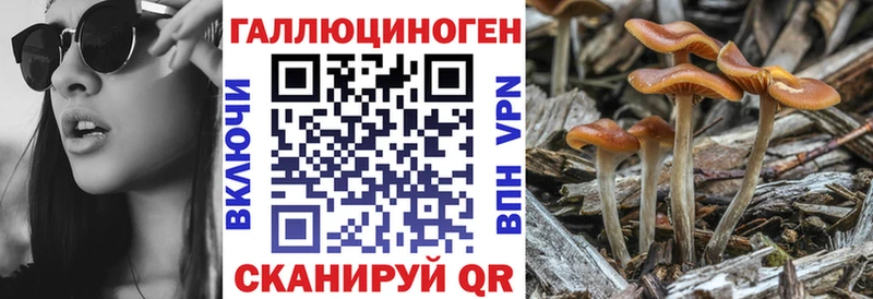 Псилоцибиновые грибы Cubensis  Купить где  Луга 